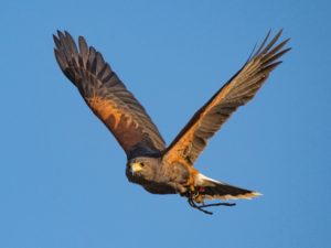 The Peregrine Falcon: At Home in Cabrillo National Park