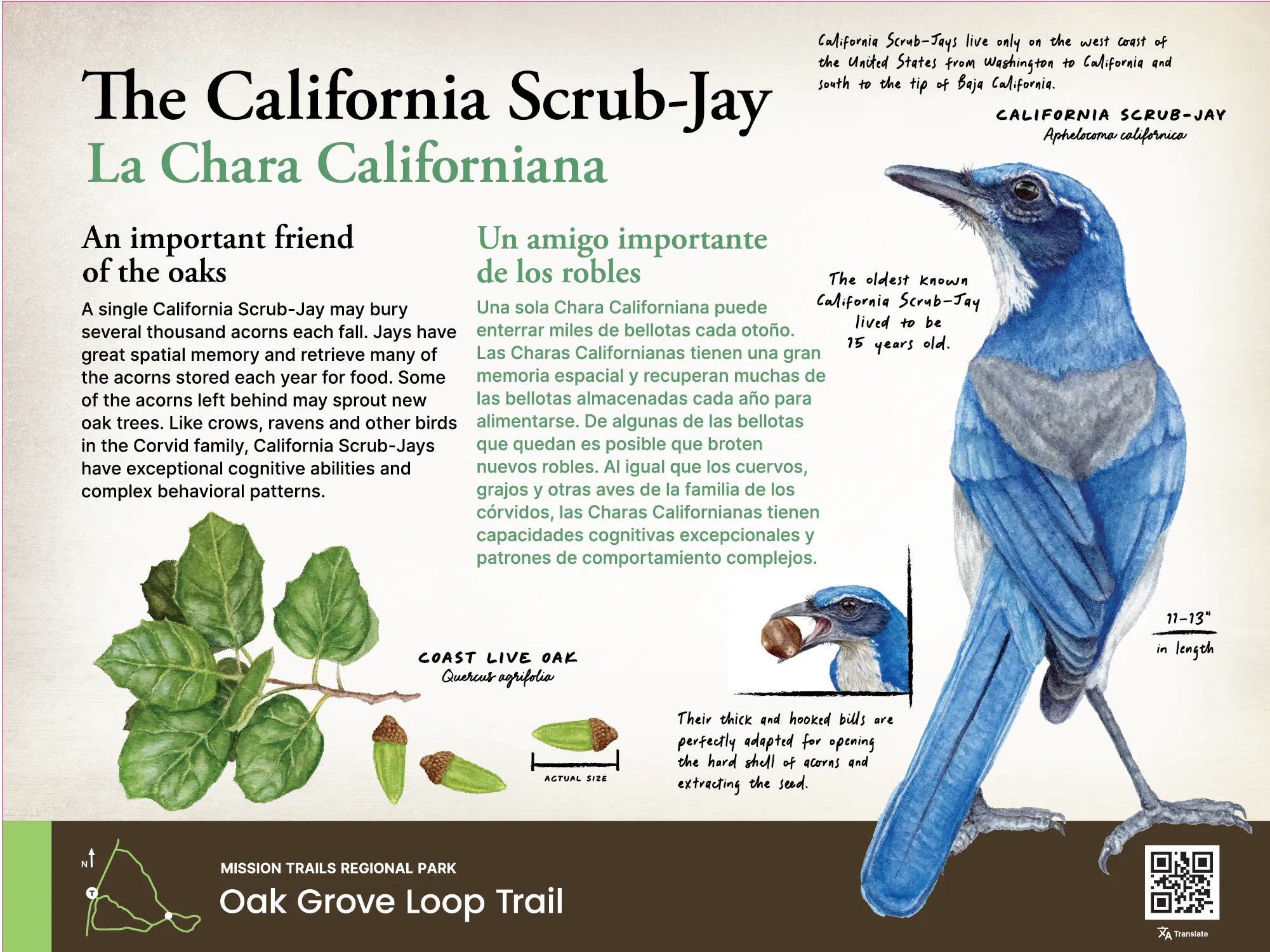 California Scrub-Jay sign