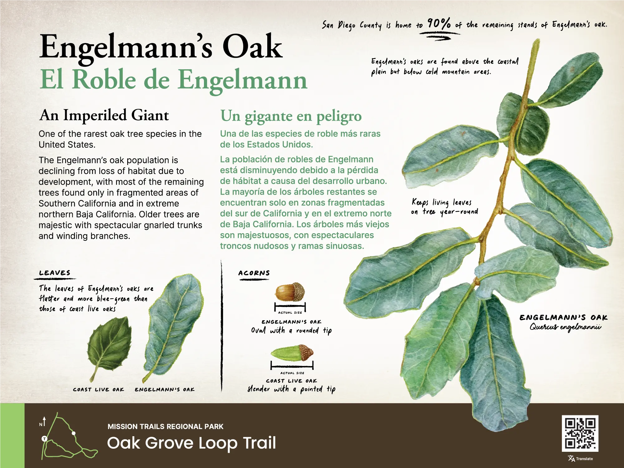 Engelmann's Oak sign